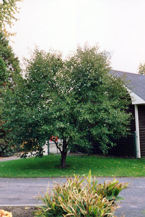 Montmorency Cherry (Prunus 'Montmorency') at Wolf Hill Home & Garden