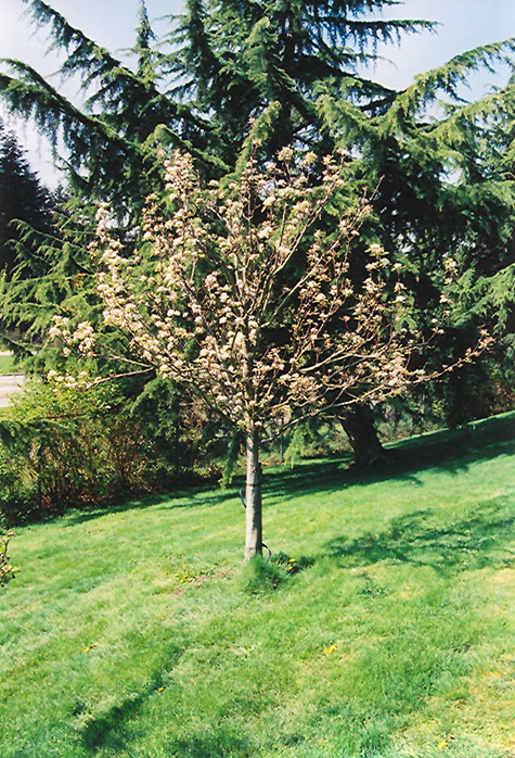 Stella Cherry (Prunus avium 'Stella') at Wolf Hill Home & Garden