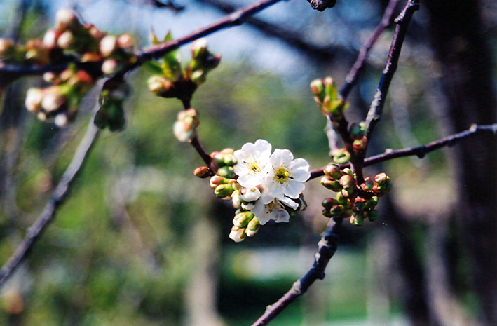 Montmorency Cherry (Prunus 'Montmorency') at Wolf Hill Home & Garden
