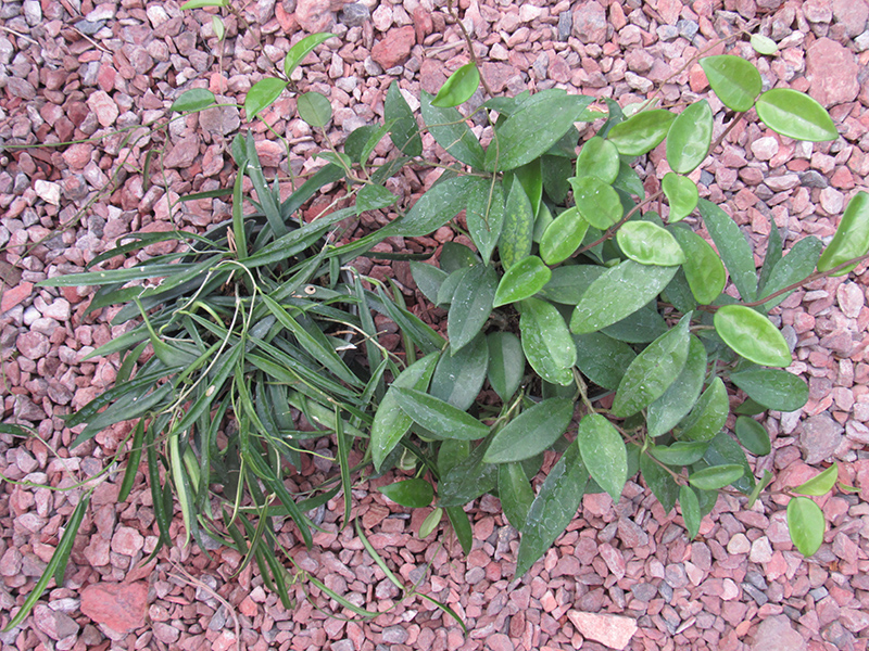 Jade Wax Plant (Hoya carnosa 'Jade') at Wolf Hill Home & Garden