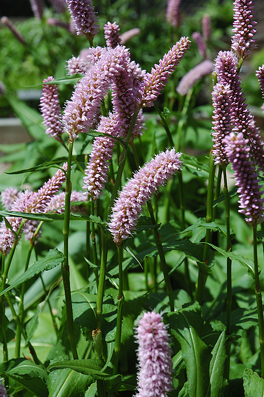Pink Snakeweed (Persicaria bistorta 'Superba') at Wolf Hill Home & Garden