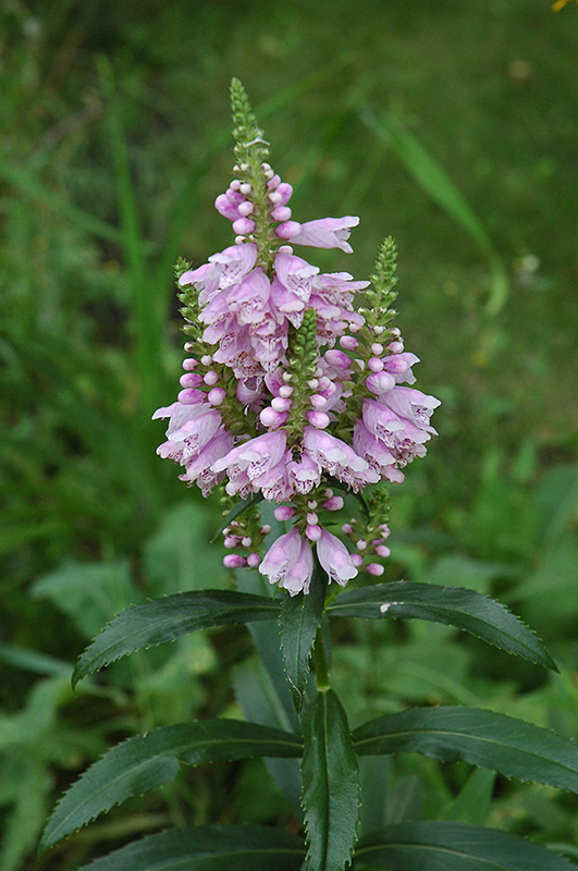 Obedient Plant (Physostegia virginiana) at Wolf Hill Home & Garden