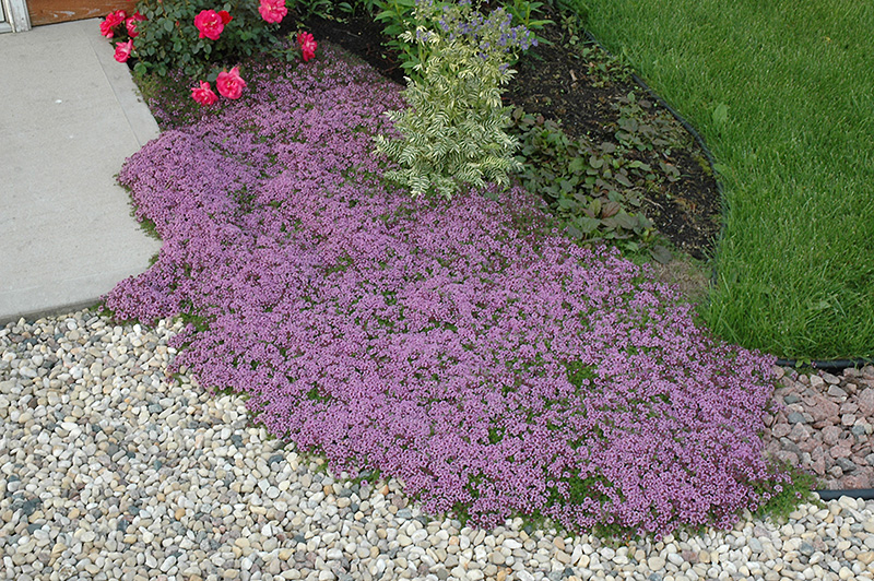 Red Creeping Thyme (Thymus praecox 'Coccineus') at Wolf Hill Home & Garden