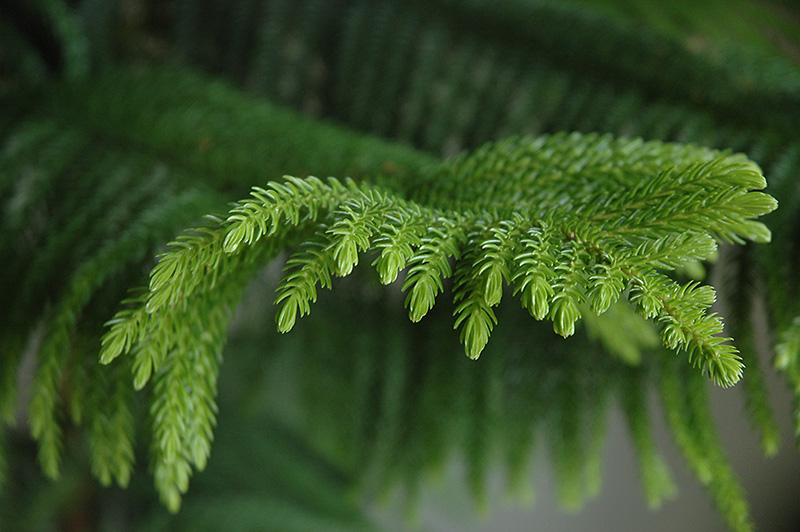 Norfolk Island Pine (Araucaria heterophylla) at Wolf Hill Home & Garden