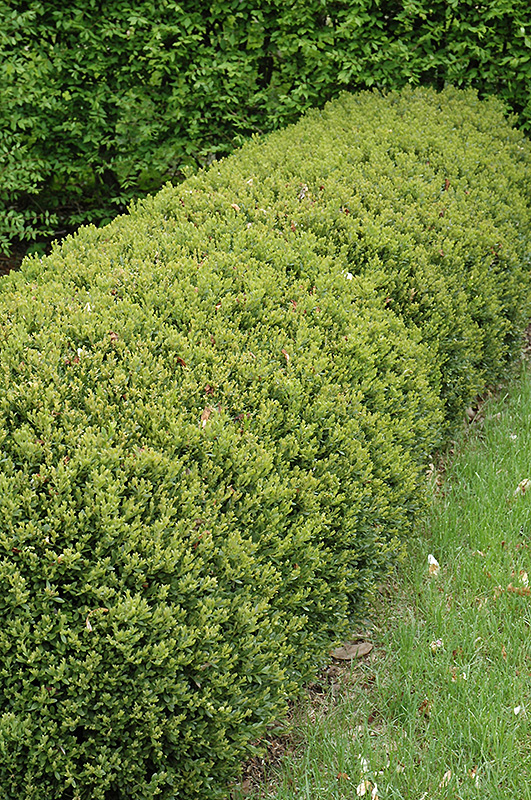 Green Gem Boxwood (Buxus 'Green Gem') at Wolf Hill Home & Garden