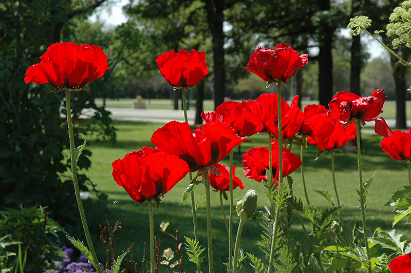 Beauty of Livermere Poppy (Papaver orientale 'Beauty of Livermere') at Wolf Hill Home & Garden
