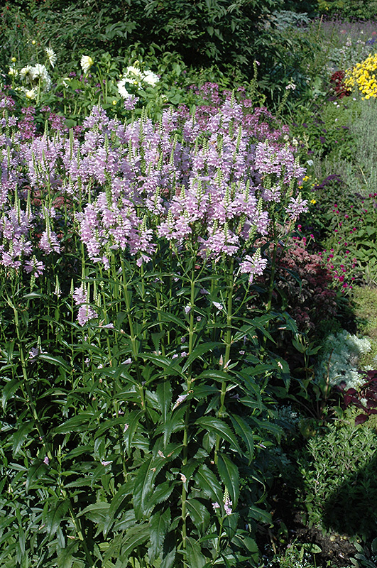Obedient Plant (Physostegia virginiana) at Wolf Hill Home & Garden