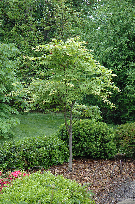 Osakazuki Japanese Maple (Acer palmatum 'Osakazuki') at Wolf Hill Home & Garden