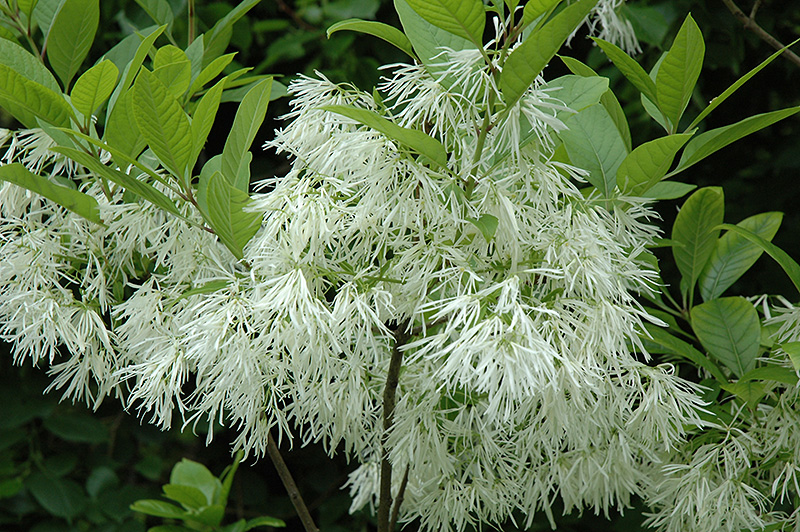 White Fringetree (Chionanthus virginicus) at Wolf Hill Home & Garden