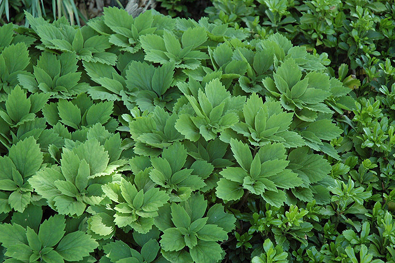 Allegheny Spurge (Pachysandra procumbens) at Wolf Hill Home & Garden