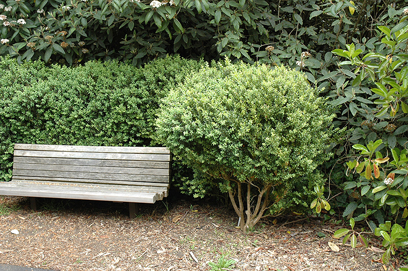 Common Boxwood (Buxus sempervirens) at Wolf Hill Home & Garden