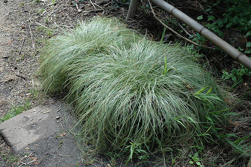 New Zealand Hair Sedge (Carex comans 'Frosted Curls') at Wolf Hill Home & Garden