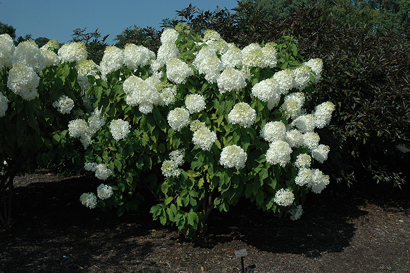 Phantom Hydrangea (Hydrangea paniculata 'Phantom') at Wolf Hill Home & Garden