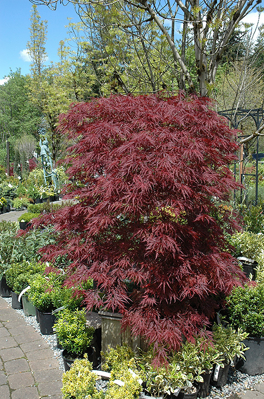 Red Dragon Japanese Maple (Acer palmatum 'Red Dragon') at Wolf Hill Home & Garden
