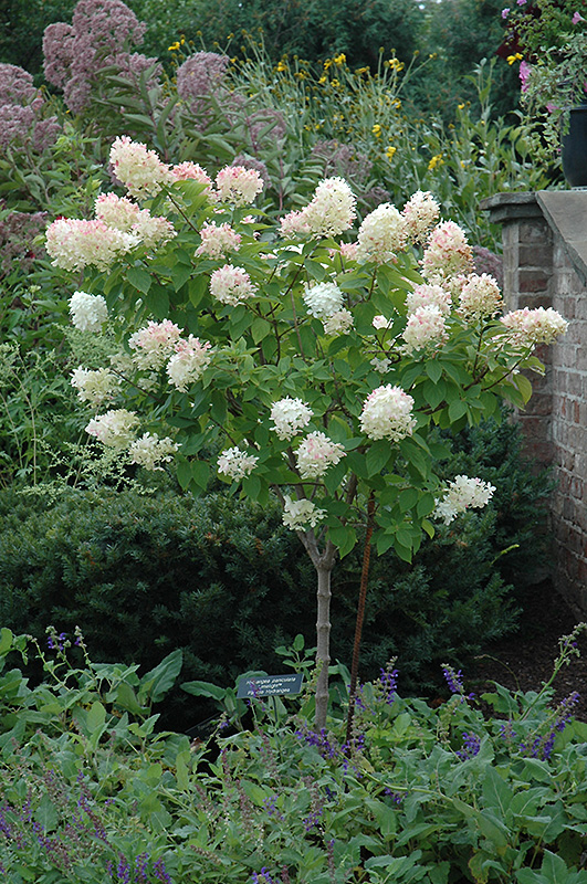 Limelight Hydrangea (tree form) (Hydrangea paniculata 'Limelight (tree form)') at Wolf Hill Home & Garden