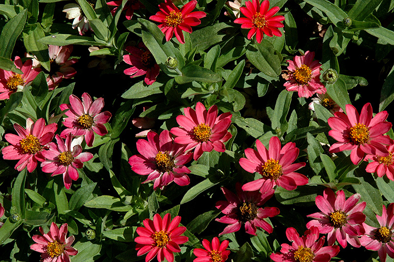 Profusion Coral Pink Zinnia (Zinnia 'Profusion Coral Pink') at Wolf Hill Home & Garden