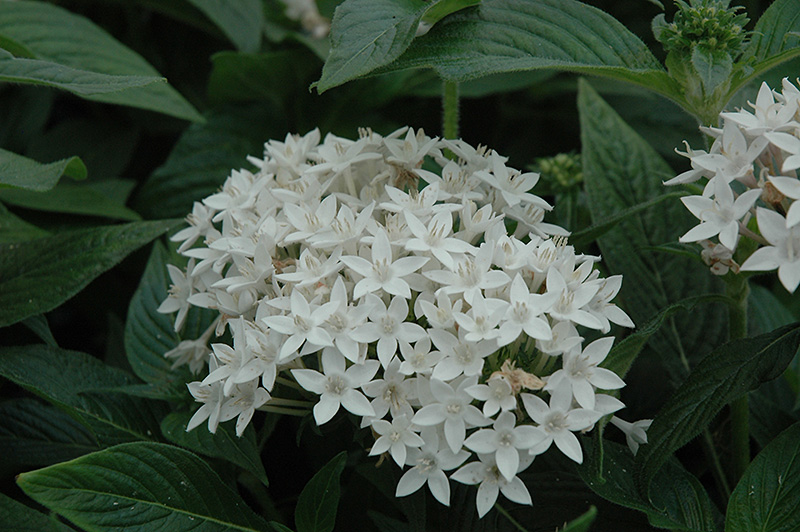 Butterfly White Star Flower (Pentas lanceolata 'Butterfly White') at Wolf Hill Home & Garden