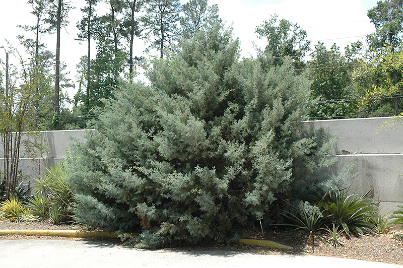 Carolina Sapphire Arizona Cypress (Cupressus arizonica 'Carolina Sapphire') at Wolf Hill Home & Garden