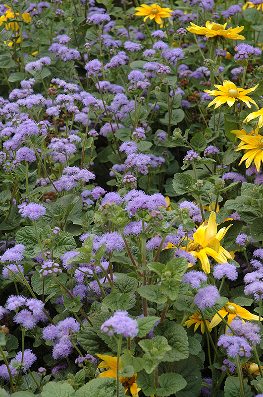 Blue Horizon Flossflower (Ageratum 'Blue Horizon') at Wolf Hill Home & Garden