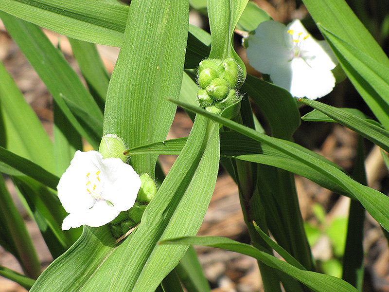 White Spiderwort (Tradescantia x andersoniana 'Alba') at Wolf Hill Home & Garden