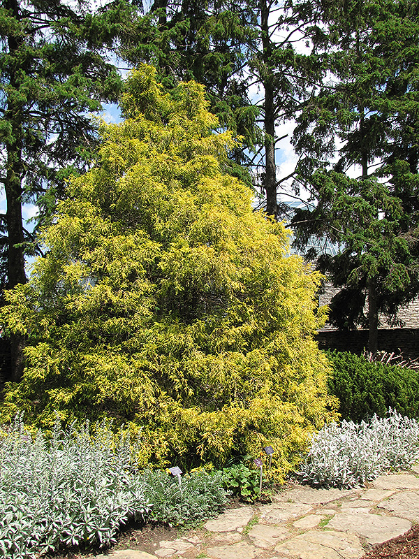 Golden Threadleaf Falsecypress (Chamaecyparis pisifera 'Filifera Aurea') at Wolf Hill Home & Garden