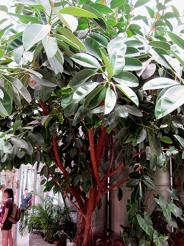 Rubber Tree (Ficus elastica) at Wolf Hill Home & Garden