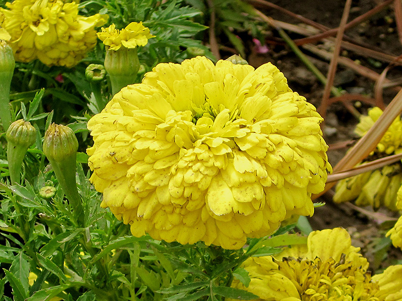 French Marigold (Tagetes patula) at Wolf Hill Home & Garden