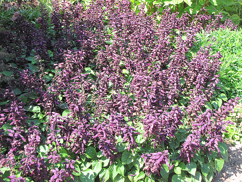 Vista Purple Sage (Salvia splendens 'PAS3292') at Wolf Hill Home & Garden