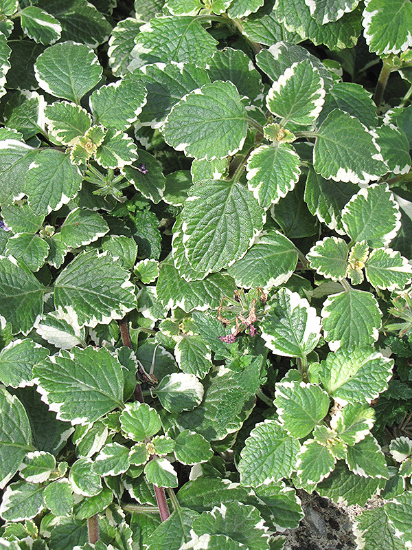 Swedish Ivy (Plectranthus forsteri 'Marginatus') at Wolf Hill Home & Garden