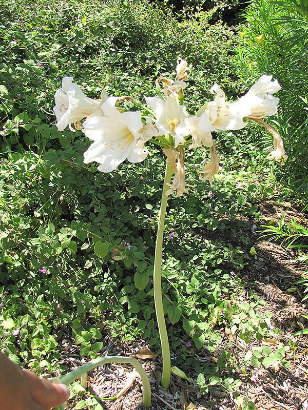 Fred Meyer Belladonna Lily (Amaryllis belladonna 'Fred Meyer') at Wolf Hill Home & Garden