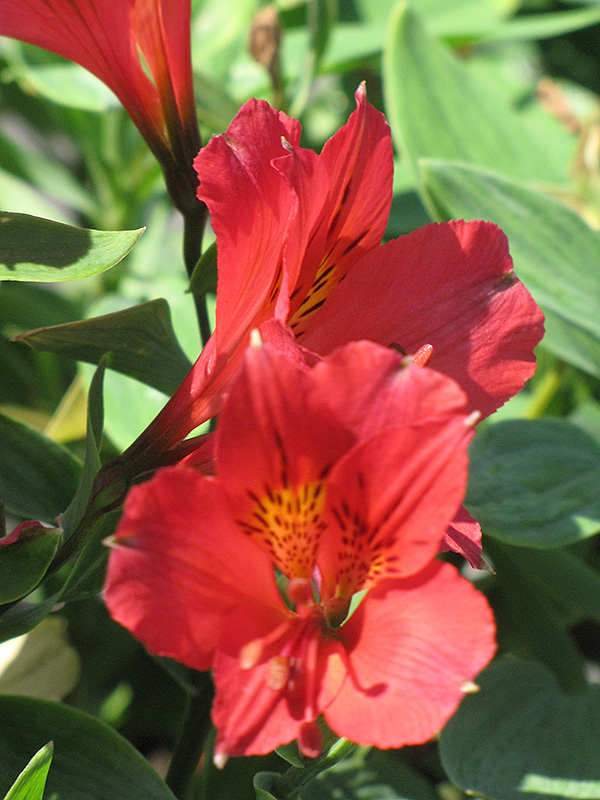 Red Alstroemeria (Alstroemeria 'Red') at Wolf Hill Home & Garden