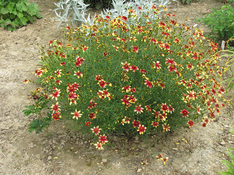 Route 66 Tickseed (Coreopsis verticillata 'Route 66') at Wolf Hill Home & Garden
