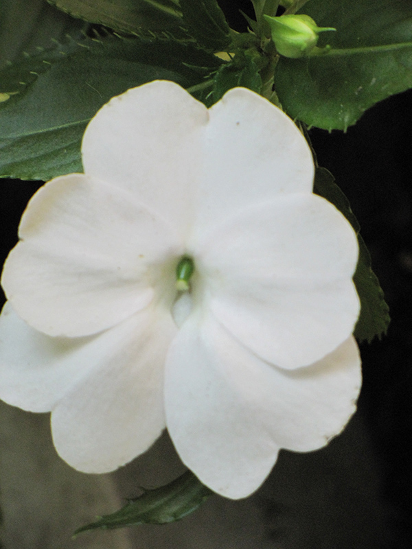Infinity White New Guinea Impatiens (Impatiens hawkeri 'Visinfwhiimp') at Wolf Hill Home & Garden