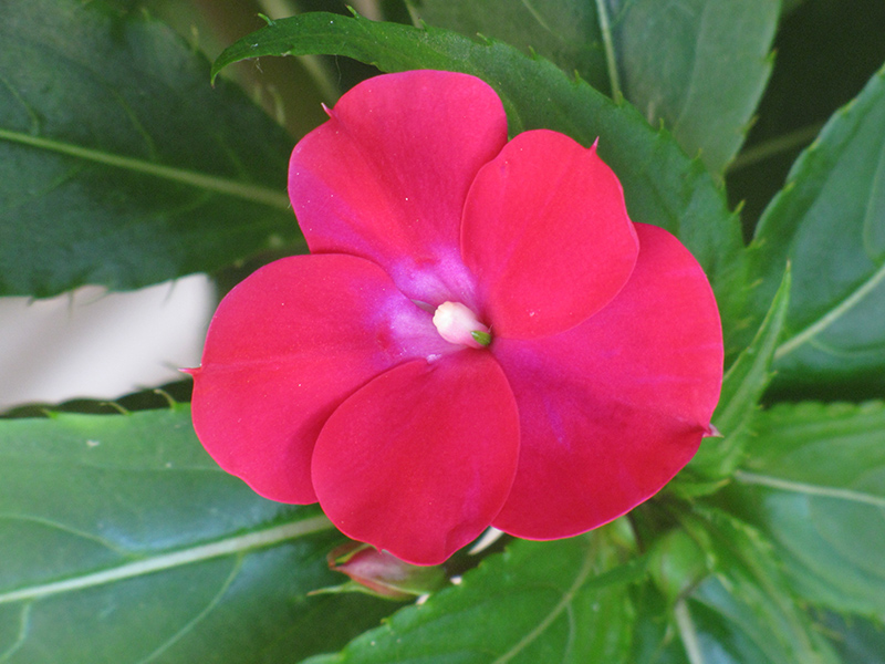 Infinity Cherry Red New Guinea Impatiens (Impatiens hawkeri 'Visinfchrimp') at Wolf Hill Home & Garden