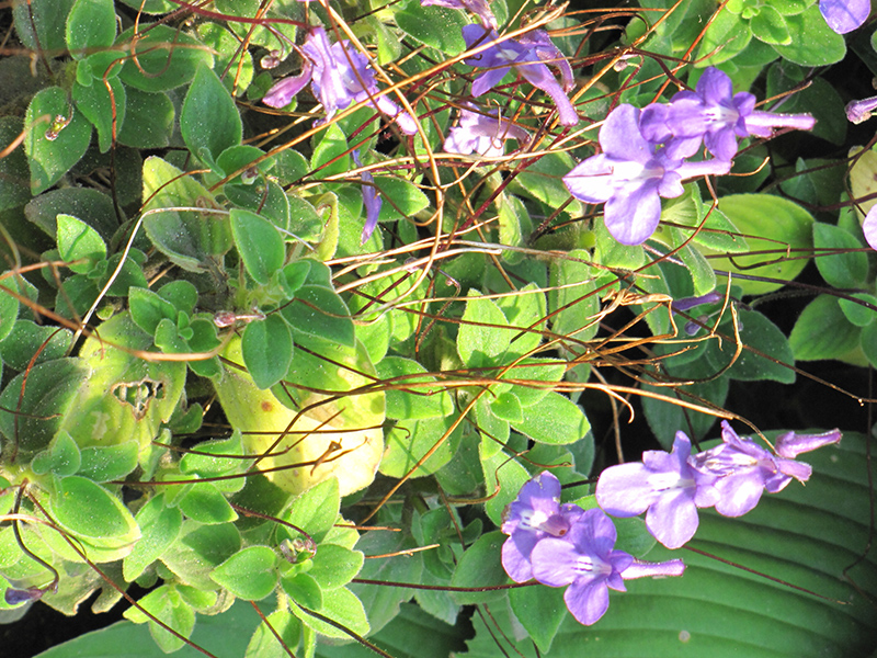 False African Violet (Streptocarpus saxorum) at Wolf Hill Home & Garden