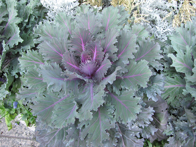 Nagoya Purple Kale (Brassica oleracea var. acephala 'Nagoya Purple') at Wolf Hill Home & Garden