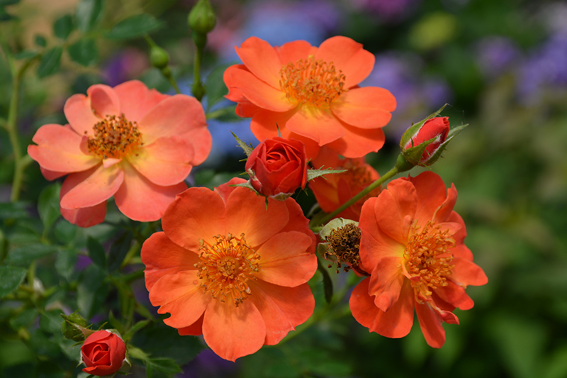 Oso Easy Paprika Rose (Rosa 'ChewMayTime') at Wolf Hill Home & Garden