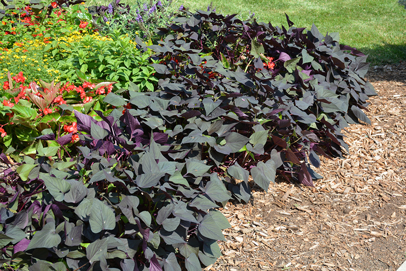 Black Heart Sweet Potato Vine (Ipomoea batatas 'Black Heart') at Wolf Hill Home & Garden