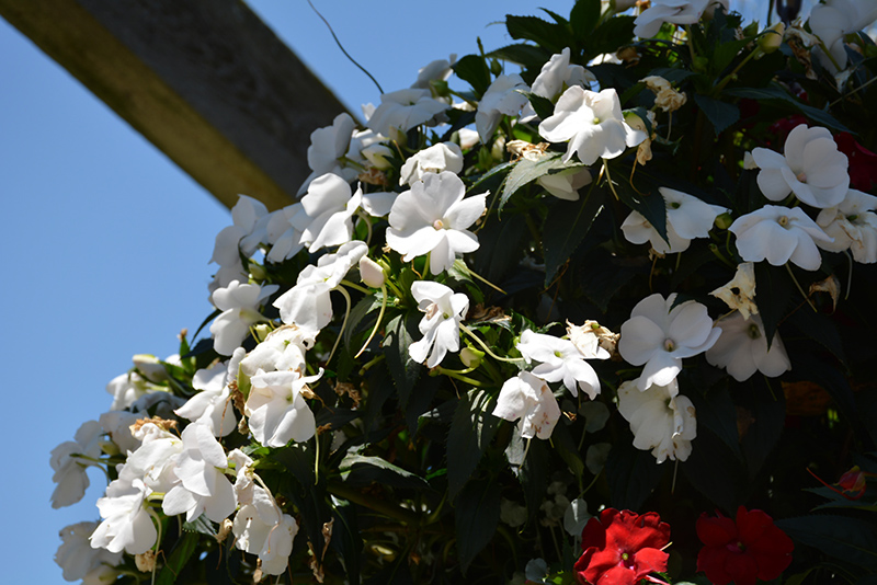 Infinity White New Guinea Impatiens (Impatiens hawkeri 'Visinfwhiimp') at Wolf Hill Home & Garden
