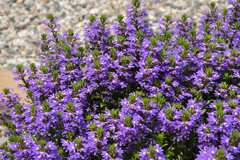 Purple Haze Fan Flower (Scaevola aemula 'Purple Haze') at Wolf Hill Home & Garden