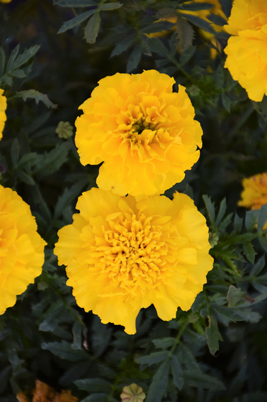 Bonanza Yellow Marigold (Tagetes patula 'Bonanza Yellow') at Wolf Hill Home & Garden