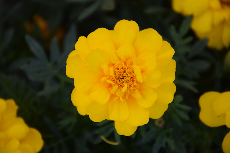 Durango Yellow Marigold (Tagetes patula 'Durango Yellow') at Wolf Hill Home & Garden