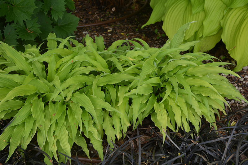 Curly Fries Hosta (Hosta 'Curly Fries') at Wolf Hill Home & Garden