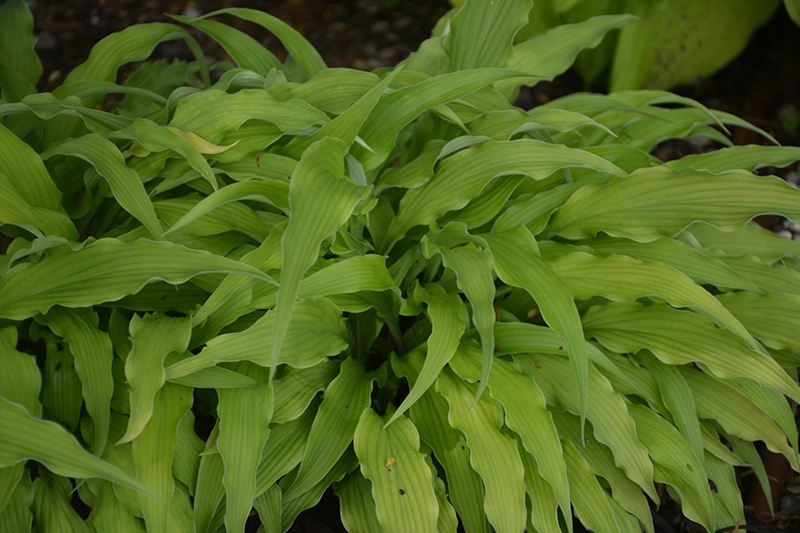 Curly Fries Hosta (Hosta 'Curly Fries') at Wolf Hill Home & Garden