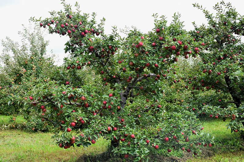 Red Delicious Apple (Malus 'Red Delicious') at Wolf Hill Home & Garden