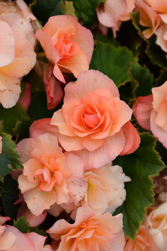 Solenia Apricot Begonia (Begonia x hiemalis 'Solenia Apricot') at Wolf Hill Home & Garden