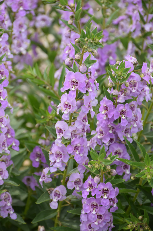 Angelface Steel Blue Angelonia (Angelonia angustifolia 'ANSTEEL') at Wolf Hill Home & Garden