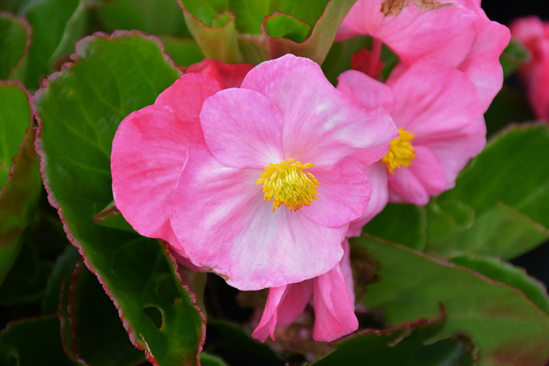 Tophat Pink Begonia (Begonia 'Tophat Pink') at Wolf Hill Home & Garden
