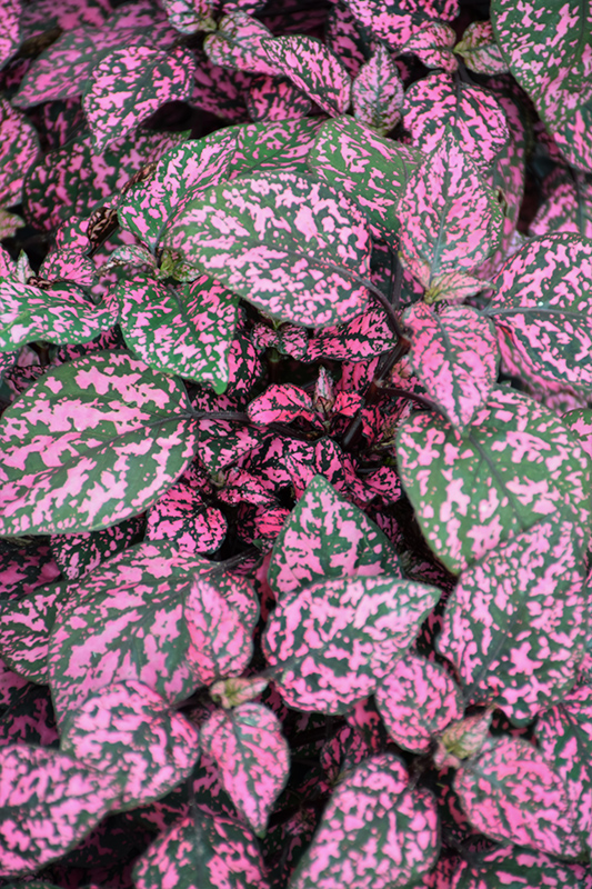 Hippo Rose Polka Dot Plant (Hypoestes phyllostachya 'G14160') at Wolf Hill Home & Garden