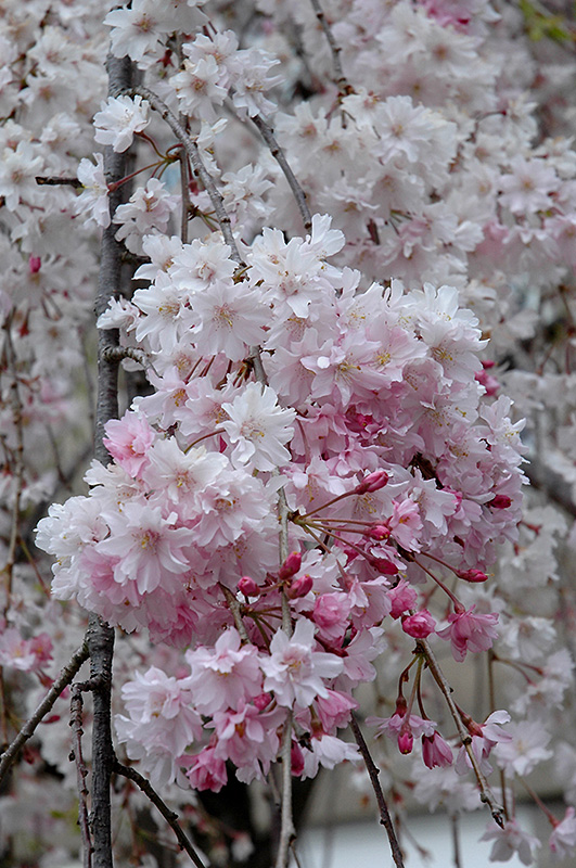 Double Pink Weeping Higan Cherry (Prunus subhirtella 'Pendula Plena Rosea') at Wolf Hill Home & Garden